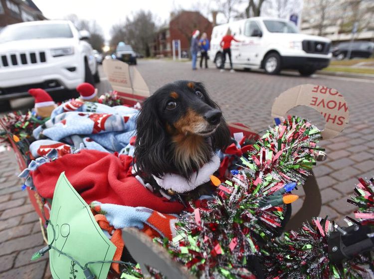Ragam Kostum Anjing yang Bikin Gemas di Parade AS