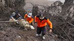 Momen Warga Evakuasi Hewan Ternak dari Lokasi Terdampak Erupsi Semeru