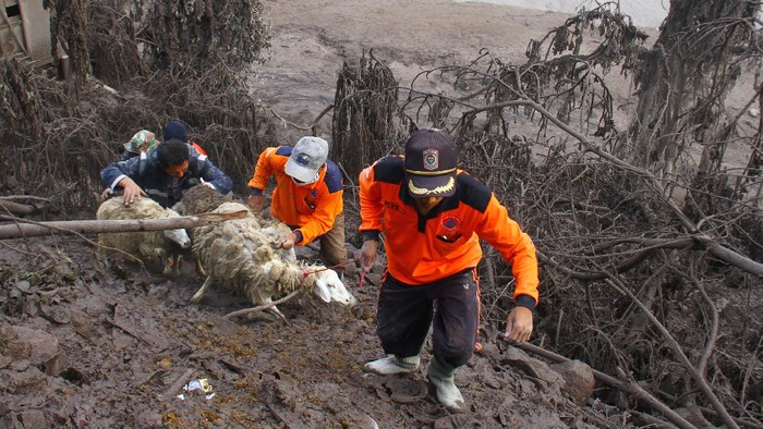 Sejumlah warga mengevakuasi hewan ternak dari lokasi terdampak erupsi Gunung Semeru. Hewan-hewan itu pun dibawa ke tempat yang lebih aman.