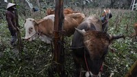 Sejumlah warga mengamankan hewan ternaknya di area perkebunan di Desa Sumber Wuluh, Lumajang, Jawa Timur, Minggu (5/12/2021). ANTARA FOTO/Zabur Karuru. 