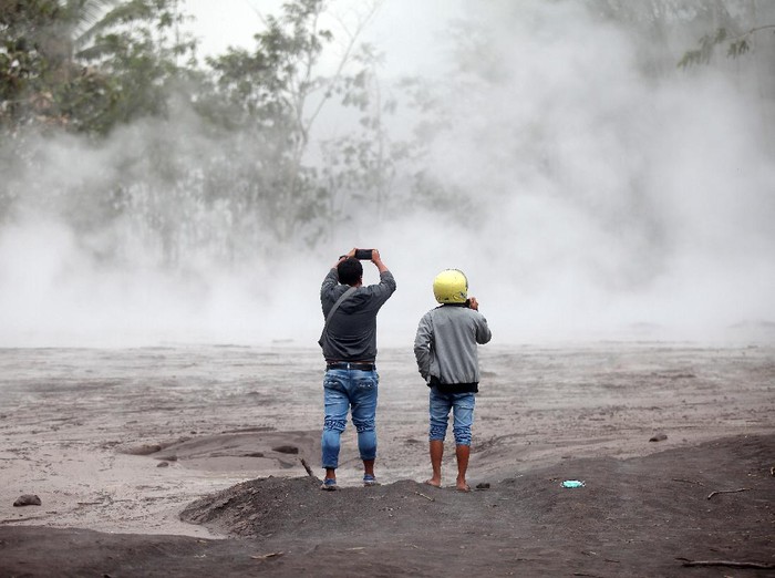 Sejumlah warga mengevakuasi hewan ternak dari lokasi terdampak erupsi Gunung Semeru. Hewan-hewan itu pun dibawa ke tempat yang lebih aman.