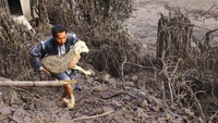 Warga dan relawan mengevakuasi hewan ternak yang terjebak di kandang di Pronojiwo, Lumajang, Jawa Timur, Minggu (5/12/2021). ANTARA FOTO/Ari Bowo Sucipto.