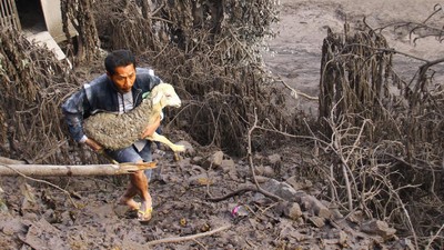 Momen Warga Evakuasi Hewan Ternak dari Lokasi Terdampak Erupsi Semeru