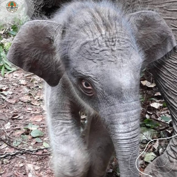 Bayi gajah di Taman Nasional Tesso Nilo