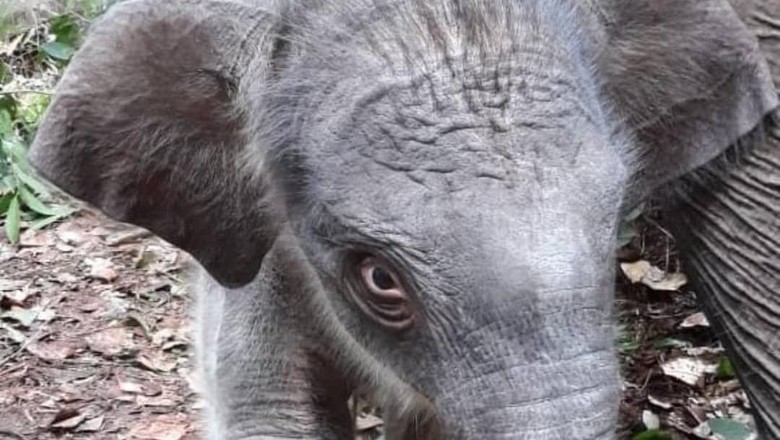 Bayi gajah di Taman Nasional Tesso Nilo Bayi gajah di Taman Nasional Tesso Nilo