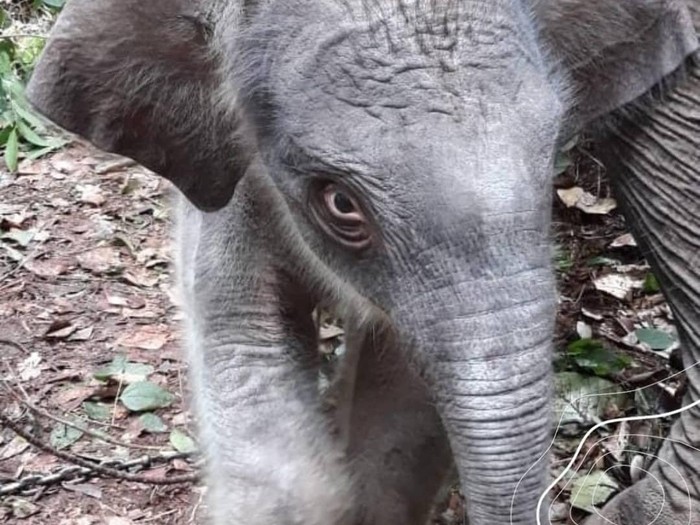 Bayi gajah di Taman Nasional Tesso Nilo Bayi gajah di Taman Nasional Tesso Nilo