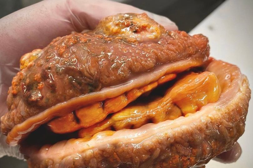 Nelayan Tangkap Ikan Mirip Burger