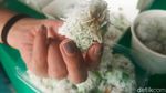 Klepon Gianyar Jadi yang Paling Enak di Dunia, Begini Cara Membuatnya!