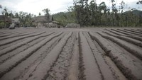 Beberapa vegetasi di sepanjang daerah aliran lahar Curah Kabokan turut mengalami kerusakan dan banyak pula pohon tumbang dan mati. AP Photo/Hendra Permana  