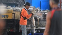 Ikan hiu tangkapan itu nantinya diambil sirip ataupun dagingnya karena nilai jual yang tinggi.