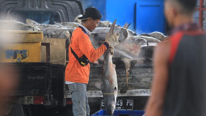 Nilai Jual Tinggi, Ikan Hiu Masih Jadi Target Tangkapan di Indramayu Pekerja mengumpulkan ikan hiu ke dalam keranjang di tempat pelelangan ikan Karangsong, Indramayu, Jawa Barat, Kamis (6/12/2021). Berbagai jenis ikan hiu masih menjadi target tangkapan nelayan di daerah itu untuk diambil sirip ataupun dagingnya karena nilai jual yang tinggi. ANTARA FOTO/Dedhez Anggara/wsj.