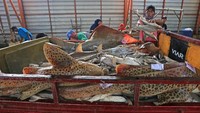 Berbagai jenis ikan hiu masih menjadi target tangkapan nelayan di Indramayu, Jawa Barat.
