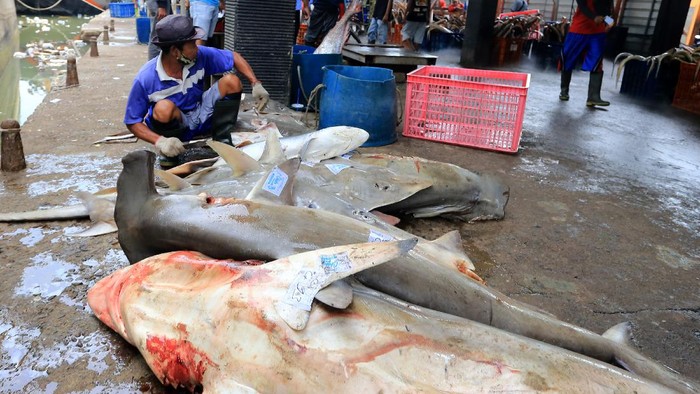 Nilai Jual Tinggi, Ikan Hiu Masih Jadi Target Tangkapan di Indramayu Pekerja mengumpulkan ikan hiu ke dalam keranjang di tempat pelelangan ikan Karangsong, Indramayu, Jawa Barat, Kamis (6/12/2021). Berbagai jenis ikan hiu masih menjadi target tangkapan nelayan di daerah itu untuk diambil sirip ataupun dagingnya karena nilai jual yang tinggi. ANTARA FOTO/Dedhez Anggara/wsj.