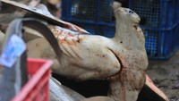Ikan hiu martil hasil tangkapan nelayan tergeletak di tempat pelelangan ikan Karangsong, Indramayu, Jawa Barat, Kamis (6/12).