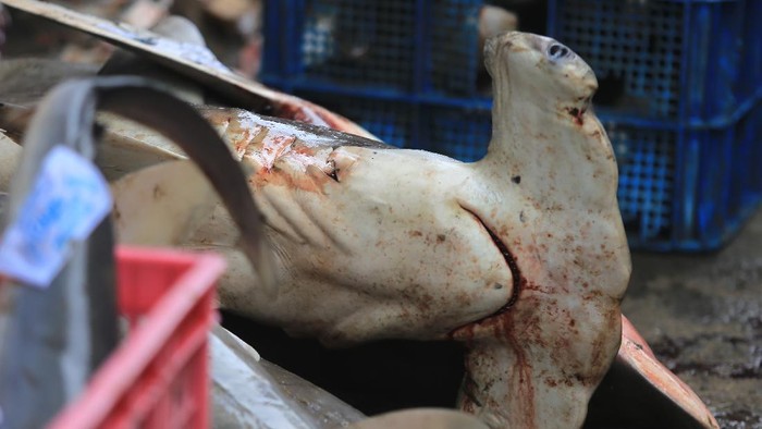 Pekerja mengumpulkan ikan hiu ke dalam keranjang di tempat pelelangan ikan Karangsong, Indramayu, Jawa Barat, Kamis (6/12/2021). Berbagai jenis ikan hiu masih menjadi target tangkapan nelayan di daerah itu untuk diambil sirip ataupun dagingnya karena nilai jual yang tinggi. ANTARA FOTO/Dedhez Anggara/wsj.
