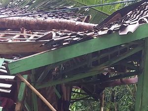 Rumah Seorang Nenek di Pandeglang Hancur Tertimpa Pohon Tumbang