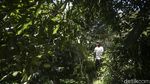 Sensasinya Tiada Dua, Begini Asyiknya Ngopi di Atas Awan ala Bali