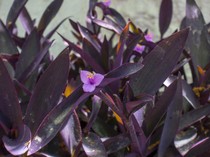 Nggak Butuh Tanah, 5 Tanaman Hias Ini Cukup Dicelup ke Air