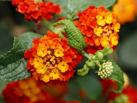 Tanaman Hias Tahan Panas