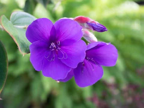 Tanaman Hias Tahan Panas