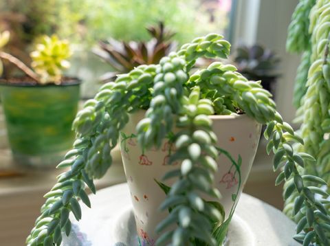 Tanaman Hias Tahan Panas