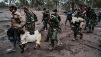 Warga mengevakuasi ternaknya dengan dibantu TNI. 