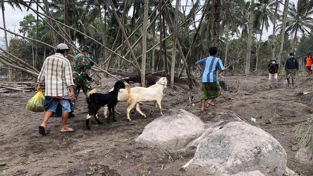 warga nekat masuk ke rumahnya dievakuasi karena terdengar suara gemuruh dari atas semeru