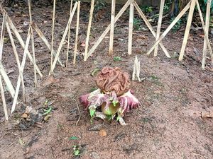 Bunga Bangkai Tumbuh di Lahan Kosong Kembangan Jakbar