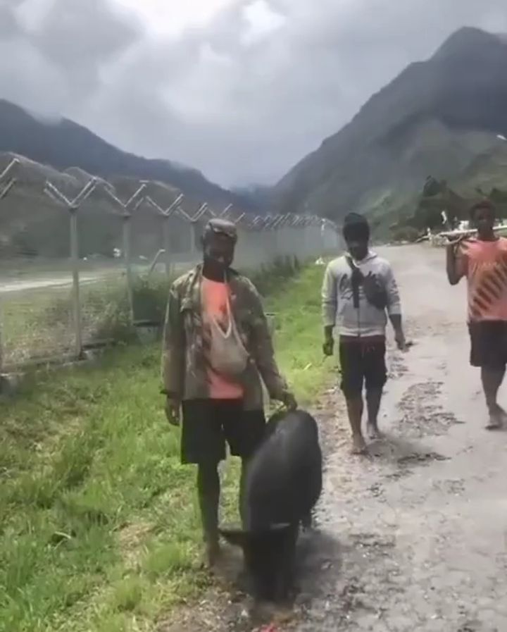 Babi Dihargai Rp 30 Juta di Papua