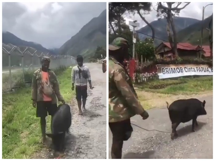 Babi Dihargai Rp 30 Juta di Papua