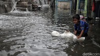 Tak sedikit anak-anak yang berenang maupun bermain air di luar rumah saat banjir rob melanda kawasan Muara Baru, Jakarta Utara.