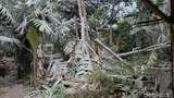 Erupsi Semeru Rusak Kebun Salak Milik Warga