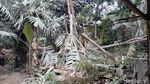 Kebun Salak Rusak Disapu Abu Vulkanik Semeru