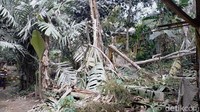 Ngatiran mengaku perkebunan salak miliknya punya 100 pohon. Namun, akibat erupsi semeru, banyak pohon salak yang rusak dan roboh. Bahkan ada yang rusak akibat tertimpa pepohonan besar.