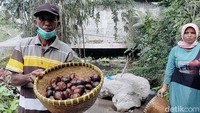 Warga berharap masih ada sisa salak yang bisa diselamatkan. Sebagian salak memang telah rusak akibat diterjang awan panas.