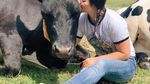 Liburan Gaya Baru, Hilangkan Stres dengan Memeluk Sapi
