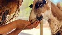Terapi bersama hewan ini bukanlah hal yang baru. Terapi hewan peliharaan sudah ada sebelumnya, pengunjung berinteraksi dengan hewan dapat membantu masalah fisik dan mental.