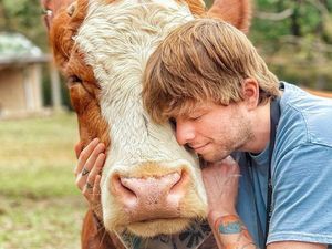Lepas Stres Dengan Peluk Sapi, Hingga Garuk-garuk Perut Babi
