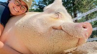 Ketika para tamu datang, mereka bisa mengelilingi peternakan dan berinteraksi dengan penghuni The Gentle Barn.