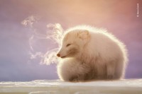 Wildlife Photographer of The Year 2021