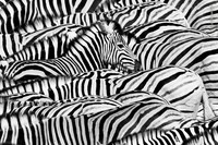 Wildlife Photographer of The Year 2021