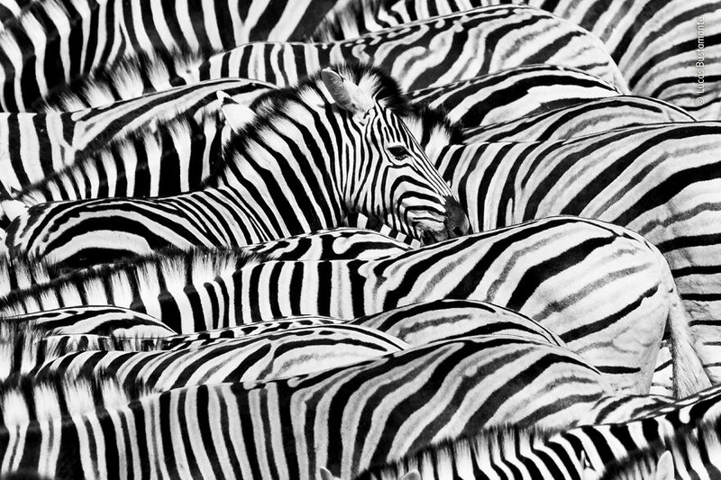 Wildlife Photographer of The Year 2021