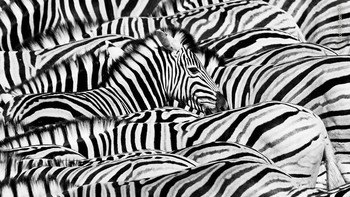 Karya Lucas Bustamante Foto: Wildlife Photographer of The Year  