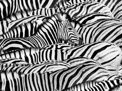 Karya Keren Finalis Kontes Foto Satwa Liar yang Bikin Terkesima