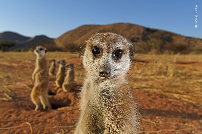 Wildlife Photographer of The Year 2021