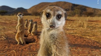 Karya Thomas Peschak Foto: Wildlife Photographer of The Year