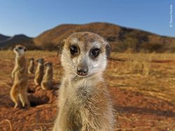 Karya Keren Finalis Kontes Foto Satwa Liar yang Bikin Terkesima