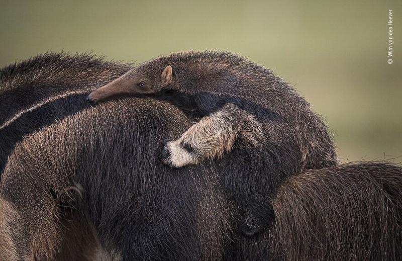 Wildlife Photographer of The Year 2021