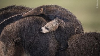 Karya Wim Van Den Heever Foto: Wildlife Photographer of The Year