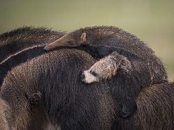 Karya Keren Finalis Kontes Foto Satwa Liar yang Bikin Terkesima